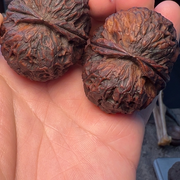 文玩核桃把件聚宝金蟾44.5mm