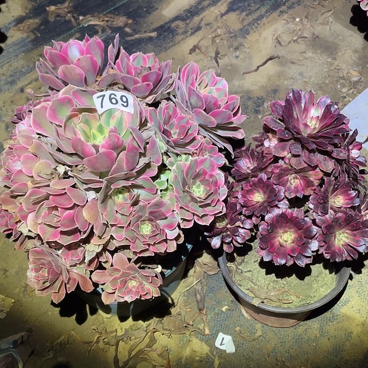 星*多肉植物断枝不包769女妖黑铜白