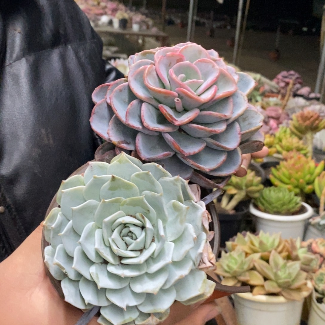 一盆美尻大单头，一盆薄叶蓝鸟单头