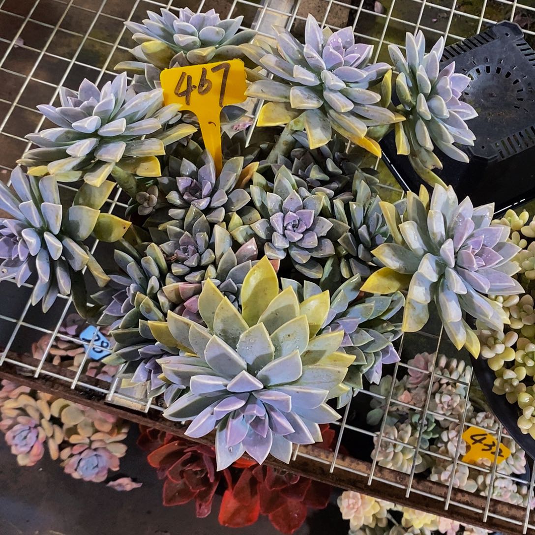 一***虹太子妃467。            