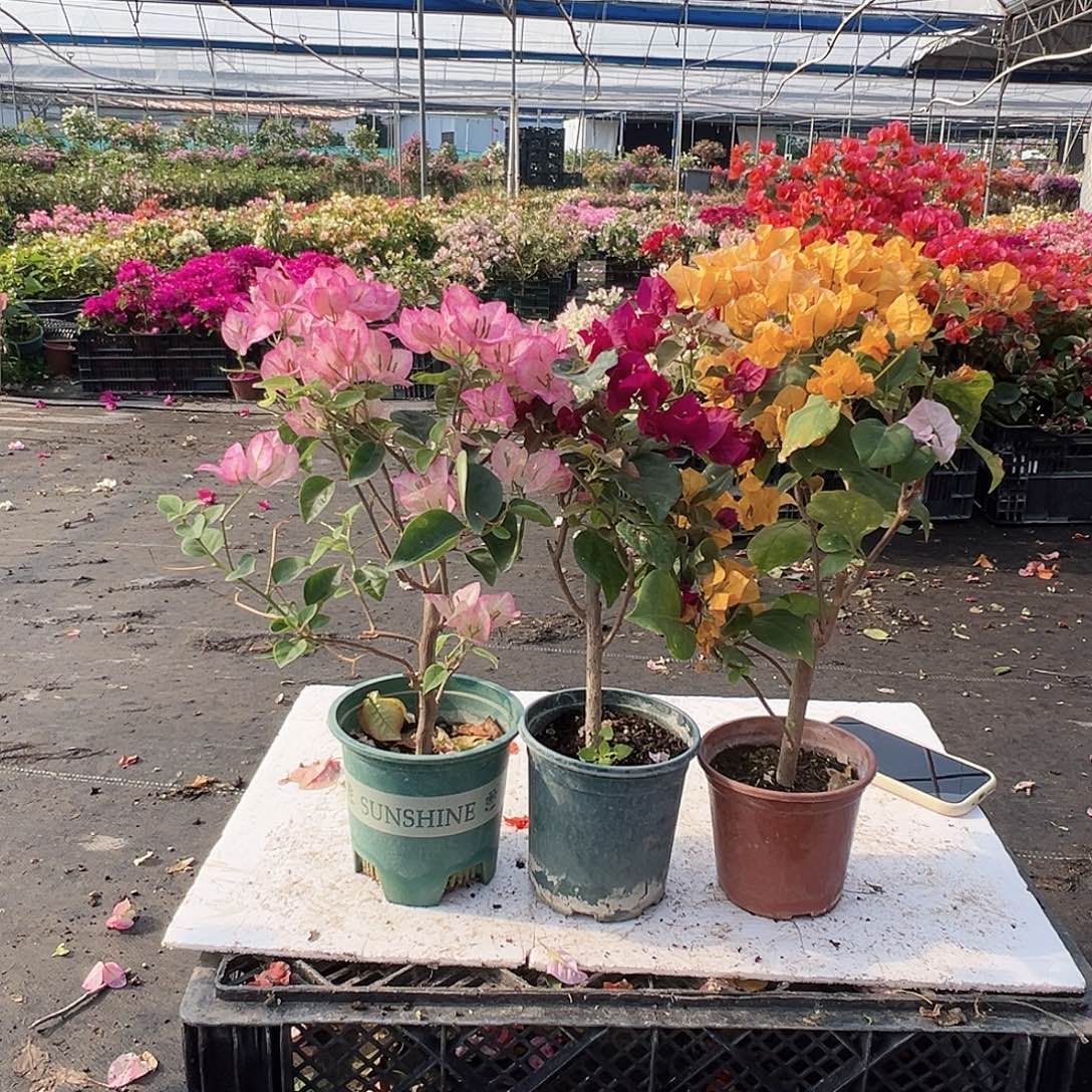 大部分花苞少量开放五宝，黑暗行者，加州黄组合