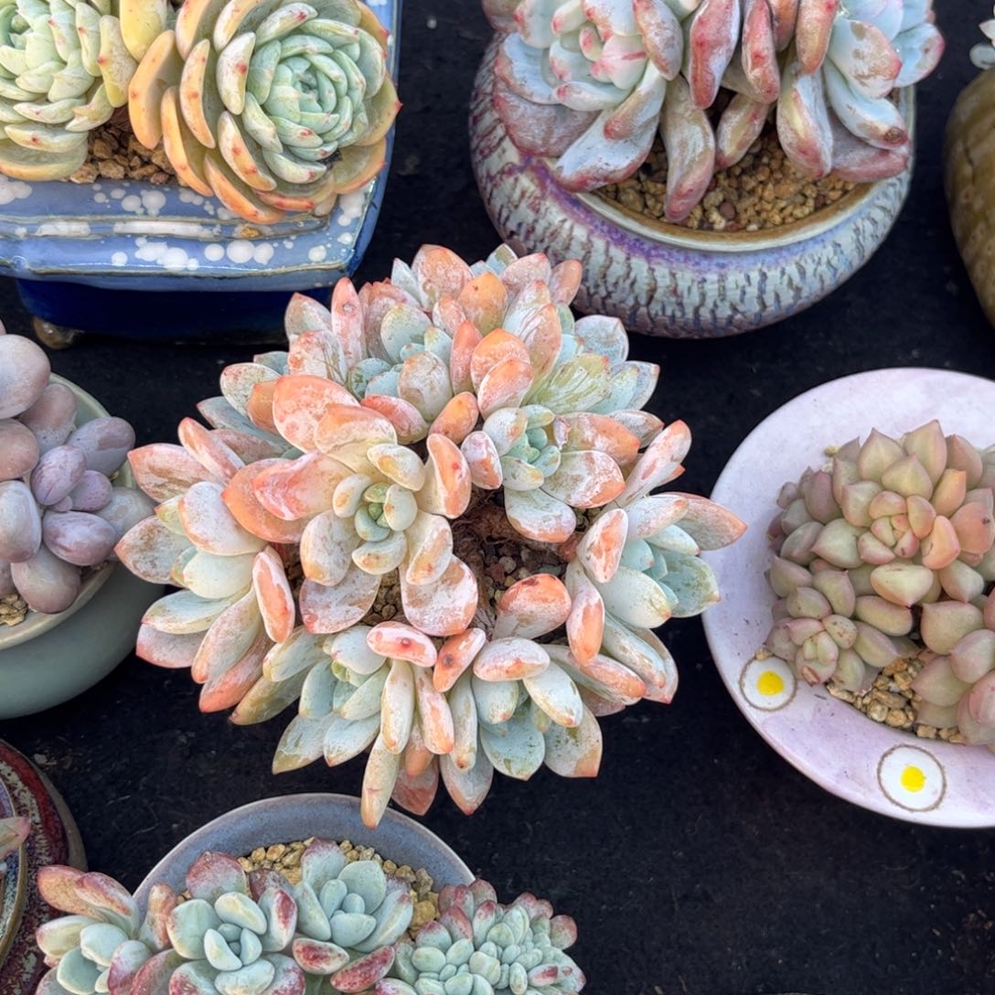 多肉植物保护研究所所长