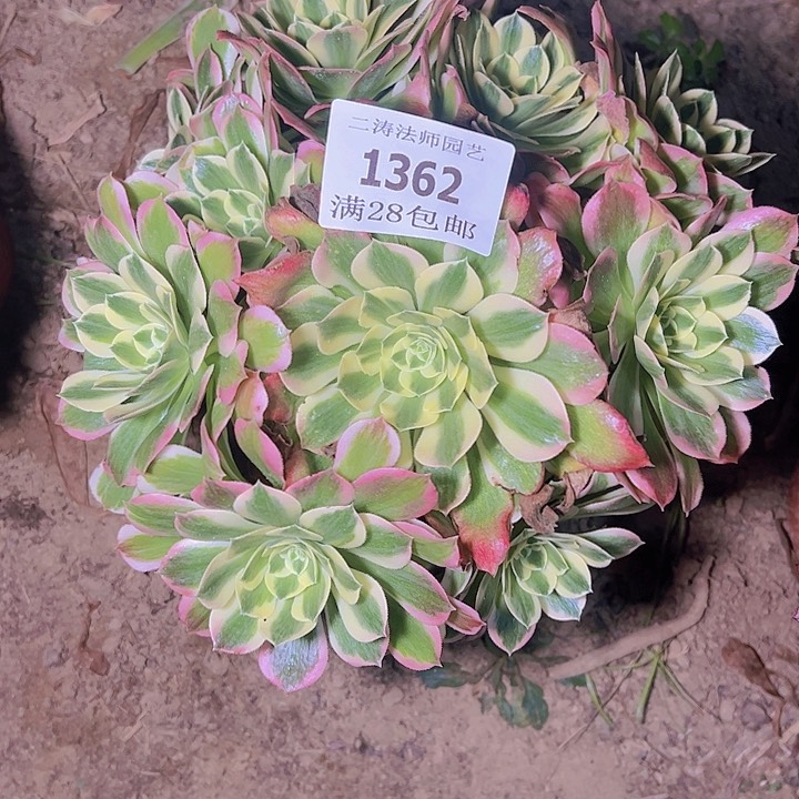 1362白凤多肉2号