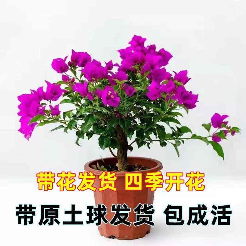三角梅原盆原土云南紫盆栽带花四季开花植物阳台庭院好养活花卉