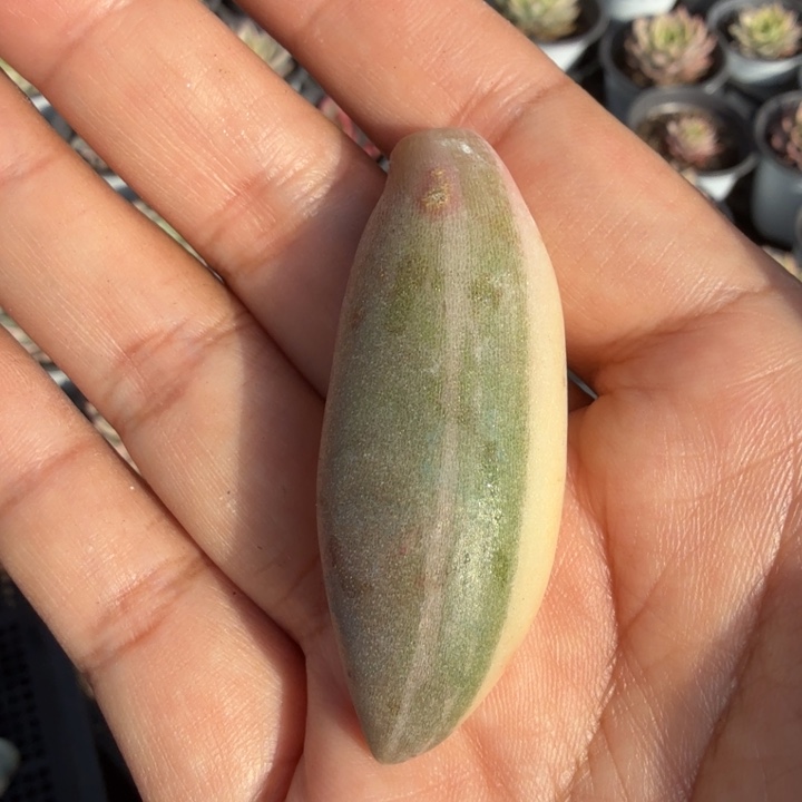 紫丽殿锦一个叶片