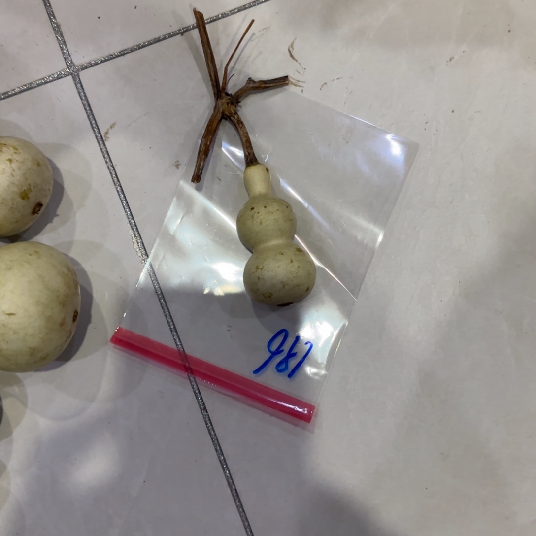 沧***笑青皮不包成，，，，，，，，，，