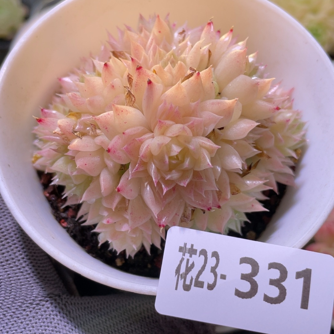 花利美23-331麦秆群