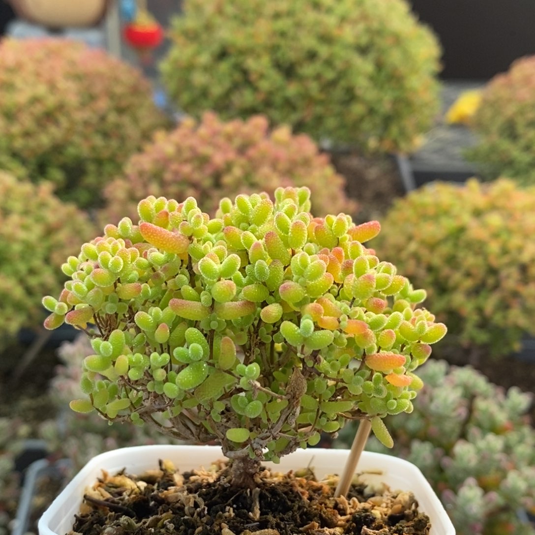 蜜橘糖球2649枝干番杏