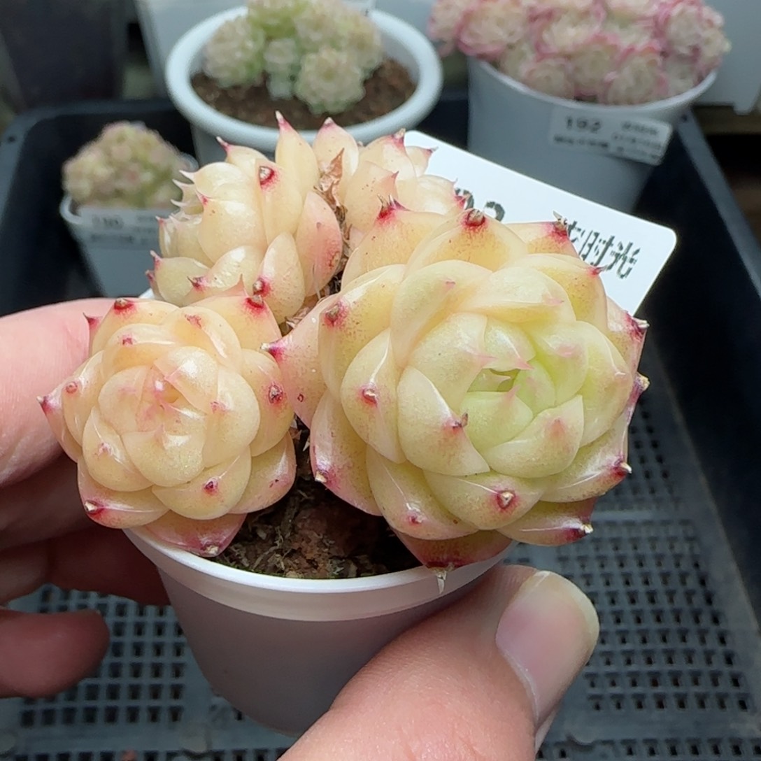 0116-193包子麦秆散