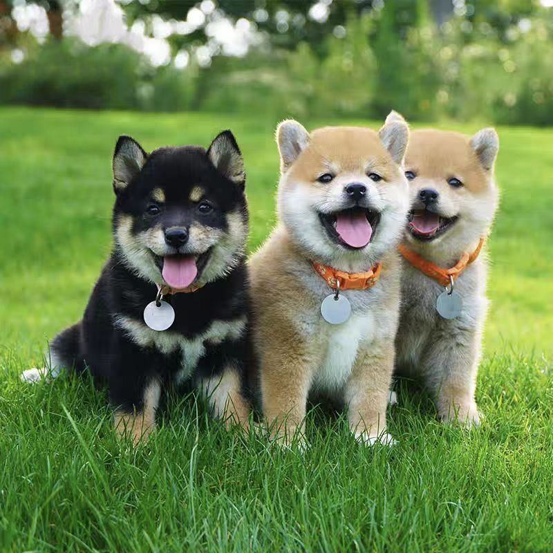 【青青】小柴犬一宠一拍 豆柴小型犬专拍链接