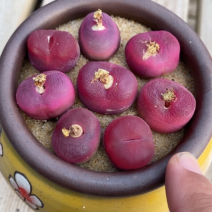 26526红蟠桃母本一盆