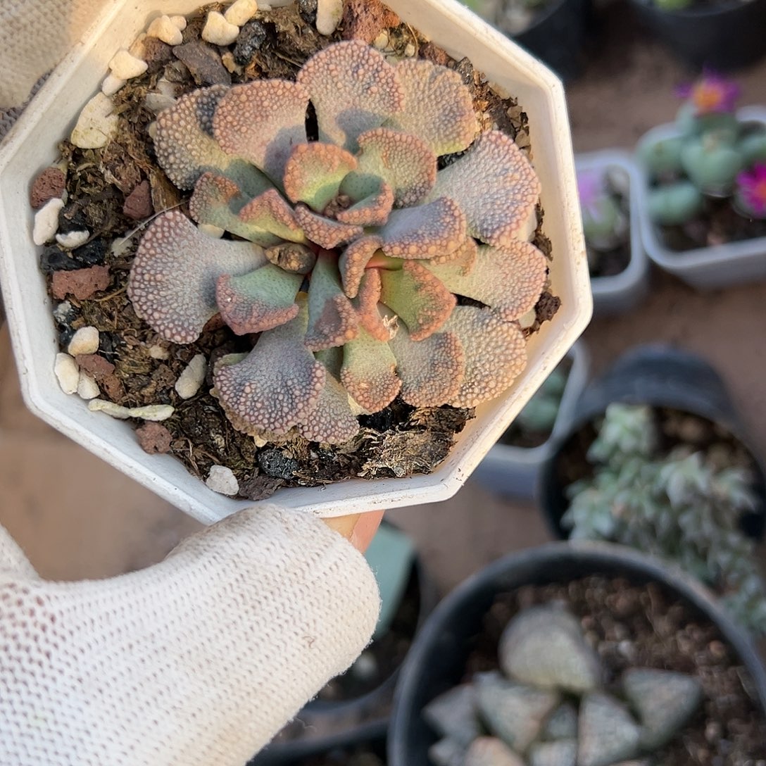 也卡特呃呃呃呃哦哦呃呃