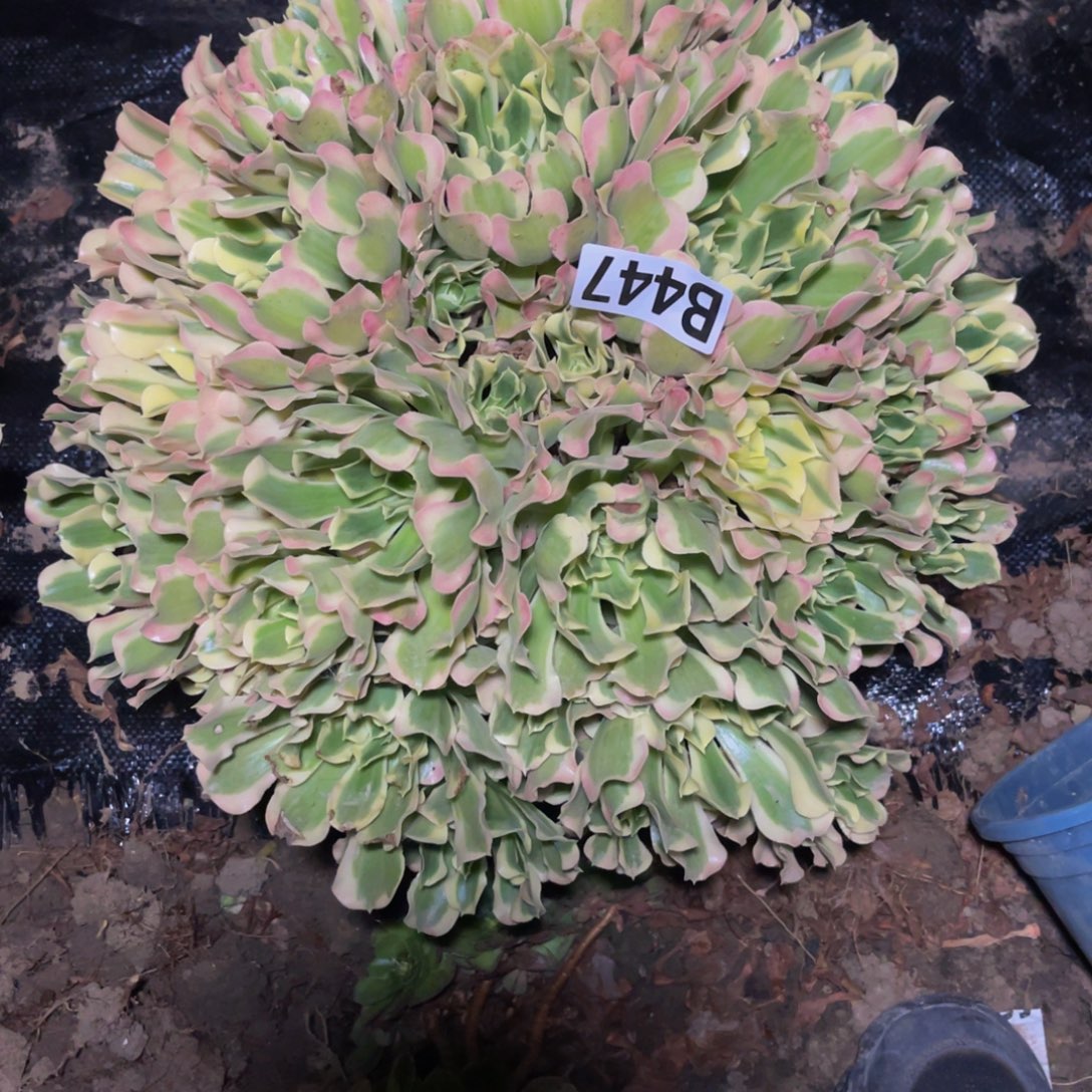 白凤法师14//////7包邮