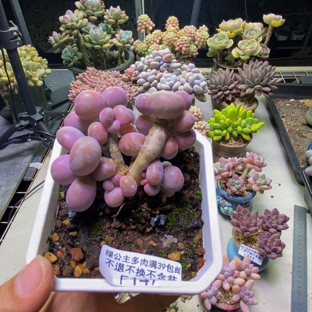 用***9147腰子桃蛋多肉7cm