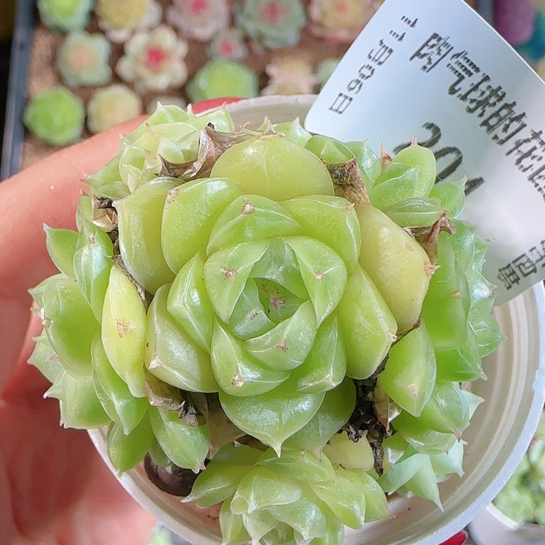 1106-204麦秆不包整