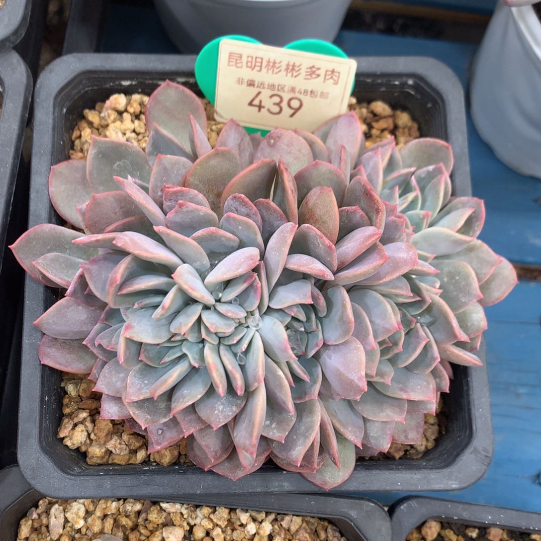 提拉米苏朵朵缀439