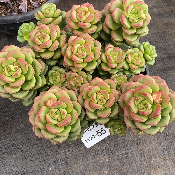 小七夕多肉不知名55