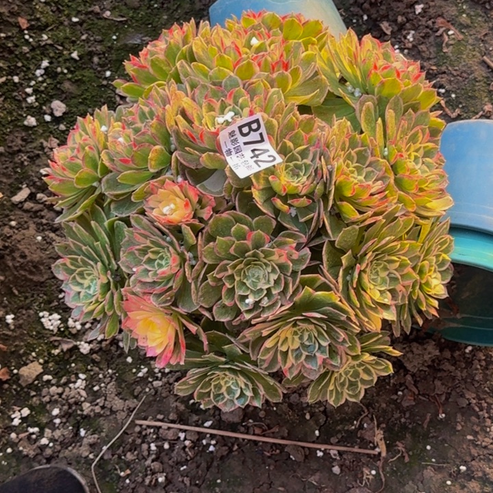 海燕花花30-32包邮花花