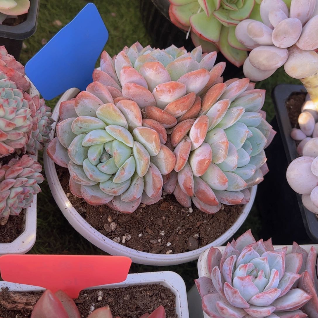 香玉等多种名贵的产品和