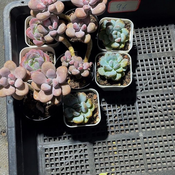 不***语96号筐带盆土发货