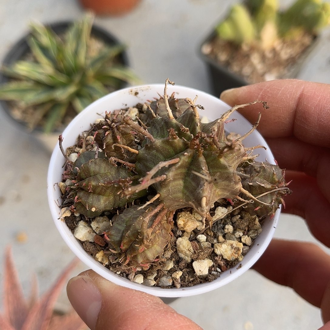 法利达大群一物一拍