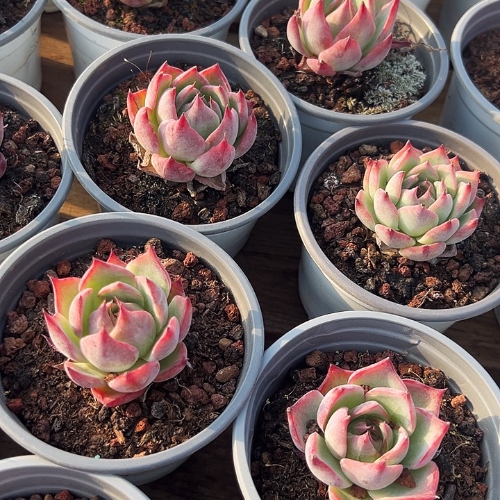 小单头惊鸿    (原价5.8米)