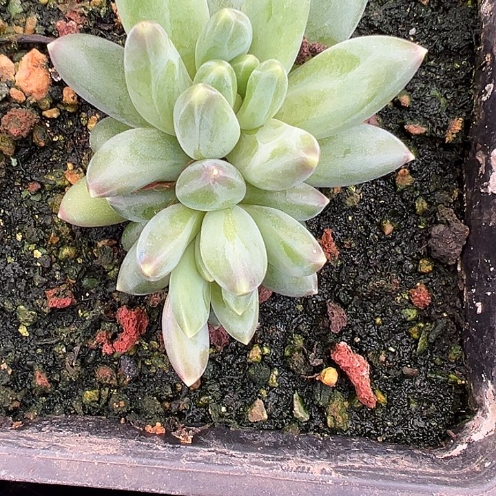 帝尔曼美人特价多肉