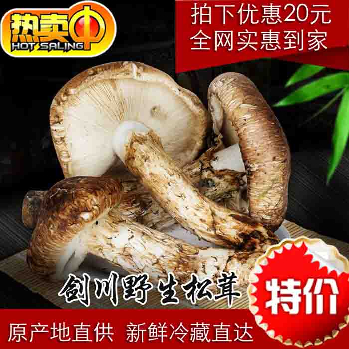 2025年剑川松茸开伞