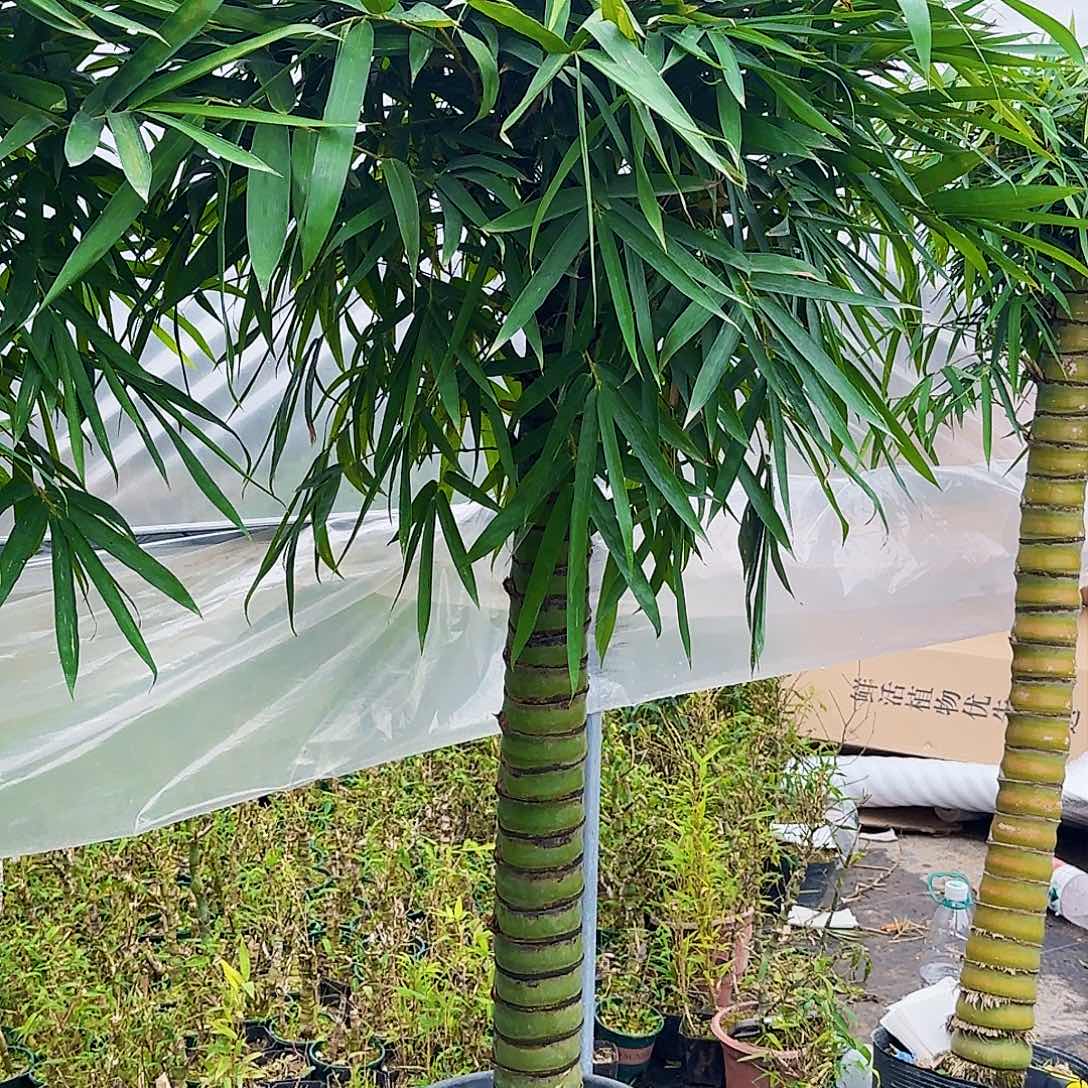 红陶佛肚竹8888888