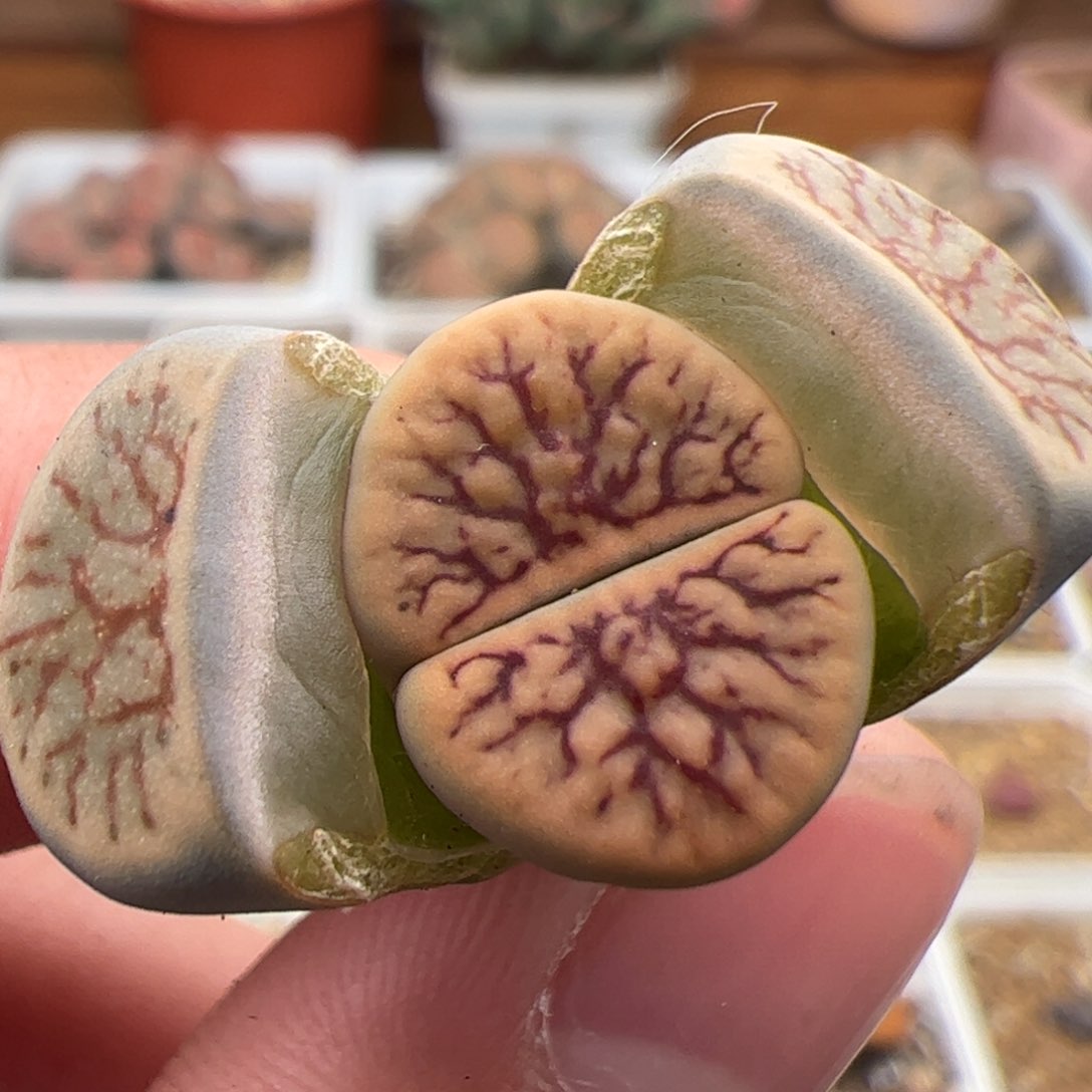 0277号线招福 多肉植物