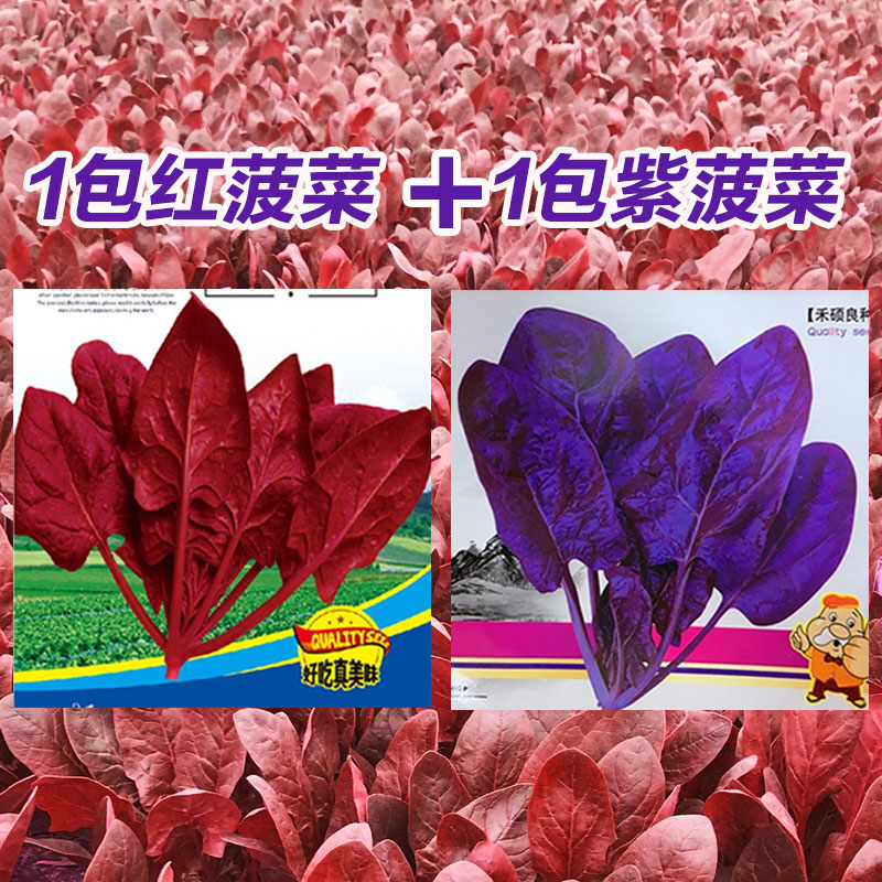 紫色菠菜种籽 蔬菜种孑秋季种 富含花青素味道超好菠菜种子四季播