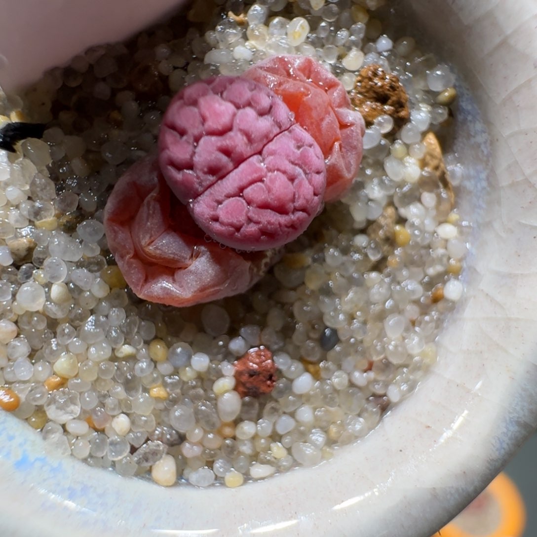 红陶蘑菇432阿克塞尔玫瑰