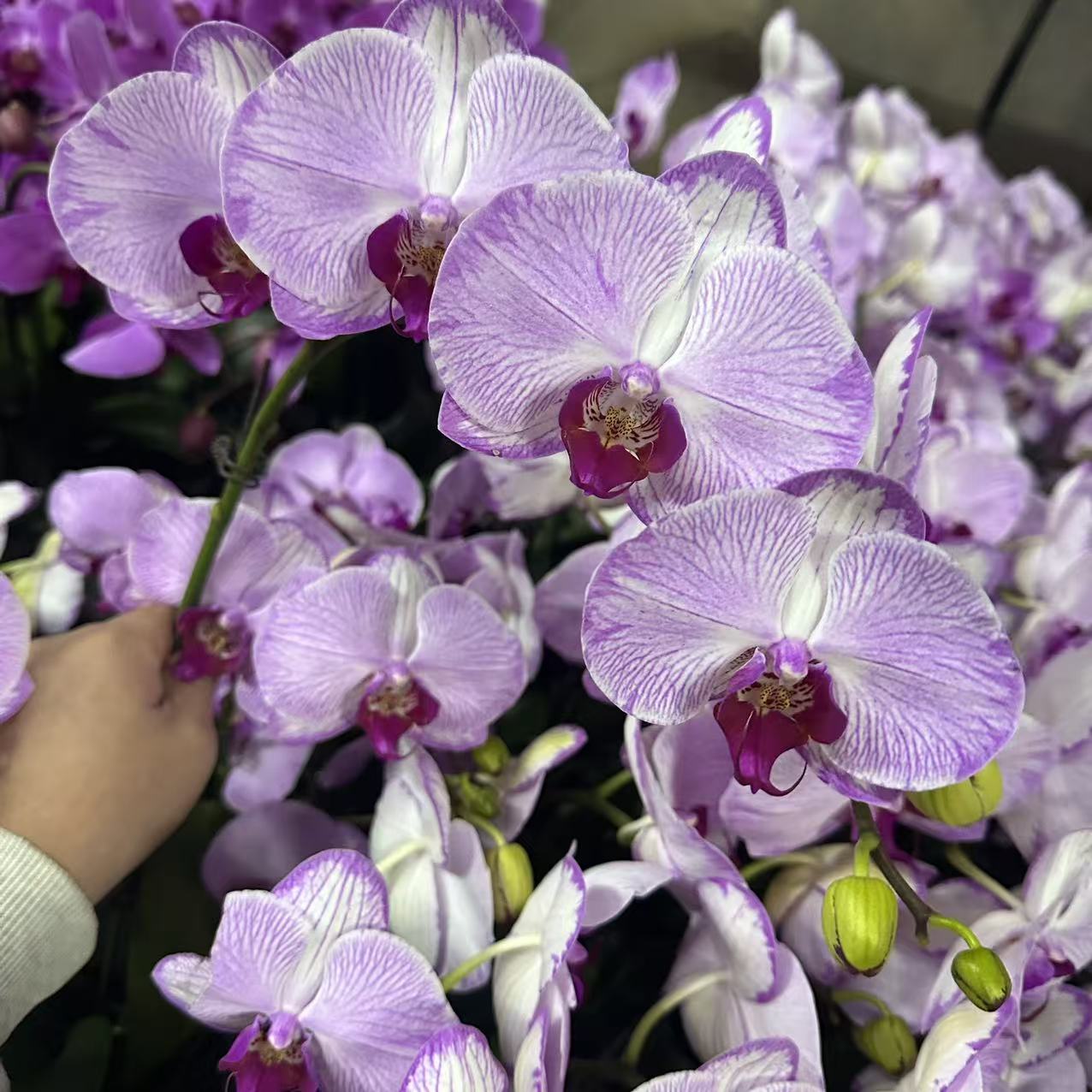 蝴蝶兰【水蜜桃】中大花型 带花 室内花花 广州基地直发
