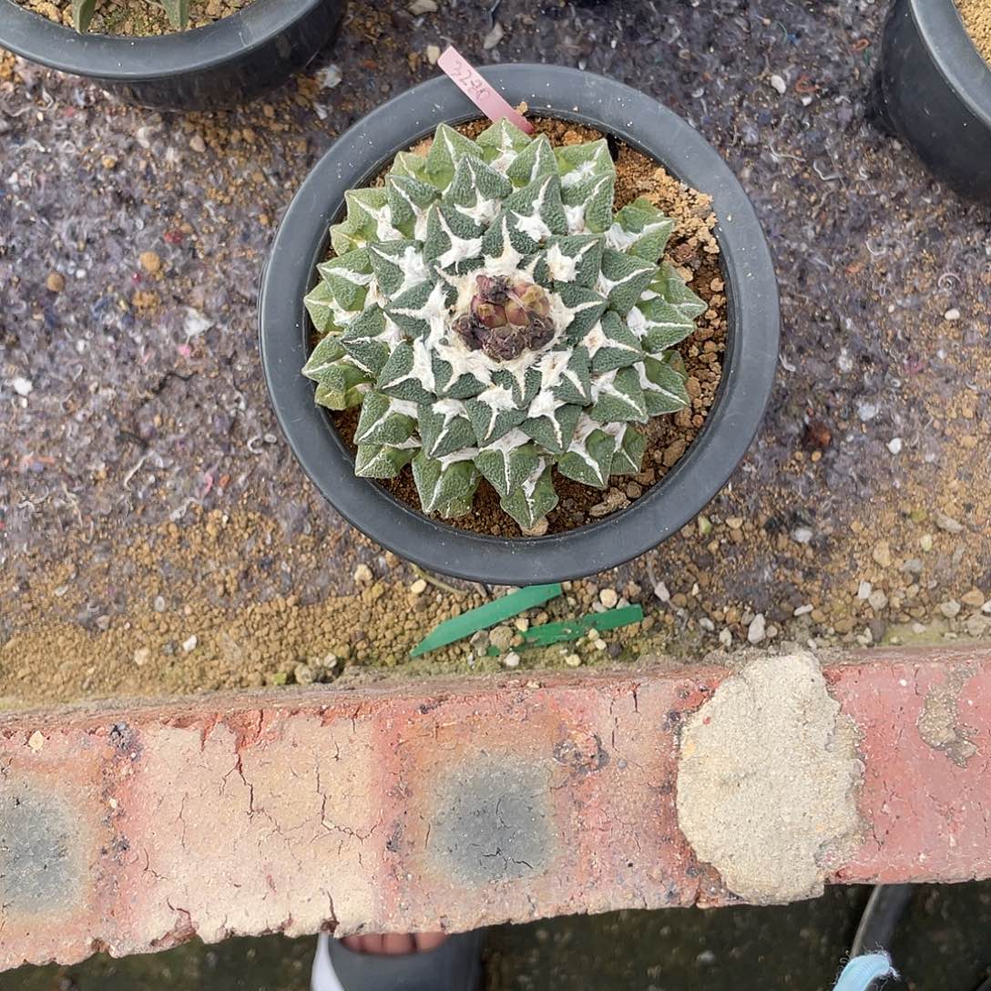 完全开放实生大黑牡丹9.3cm