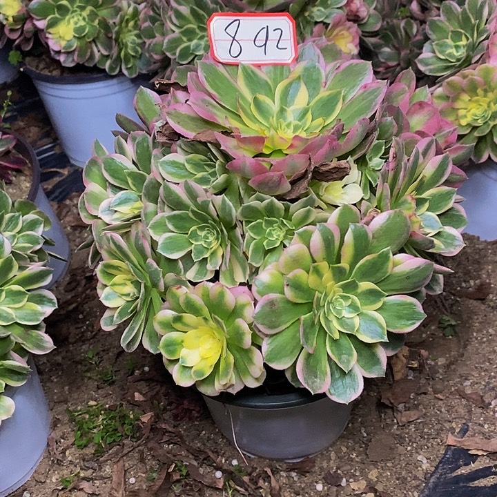 海仙老桩捧花892号