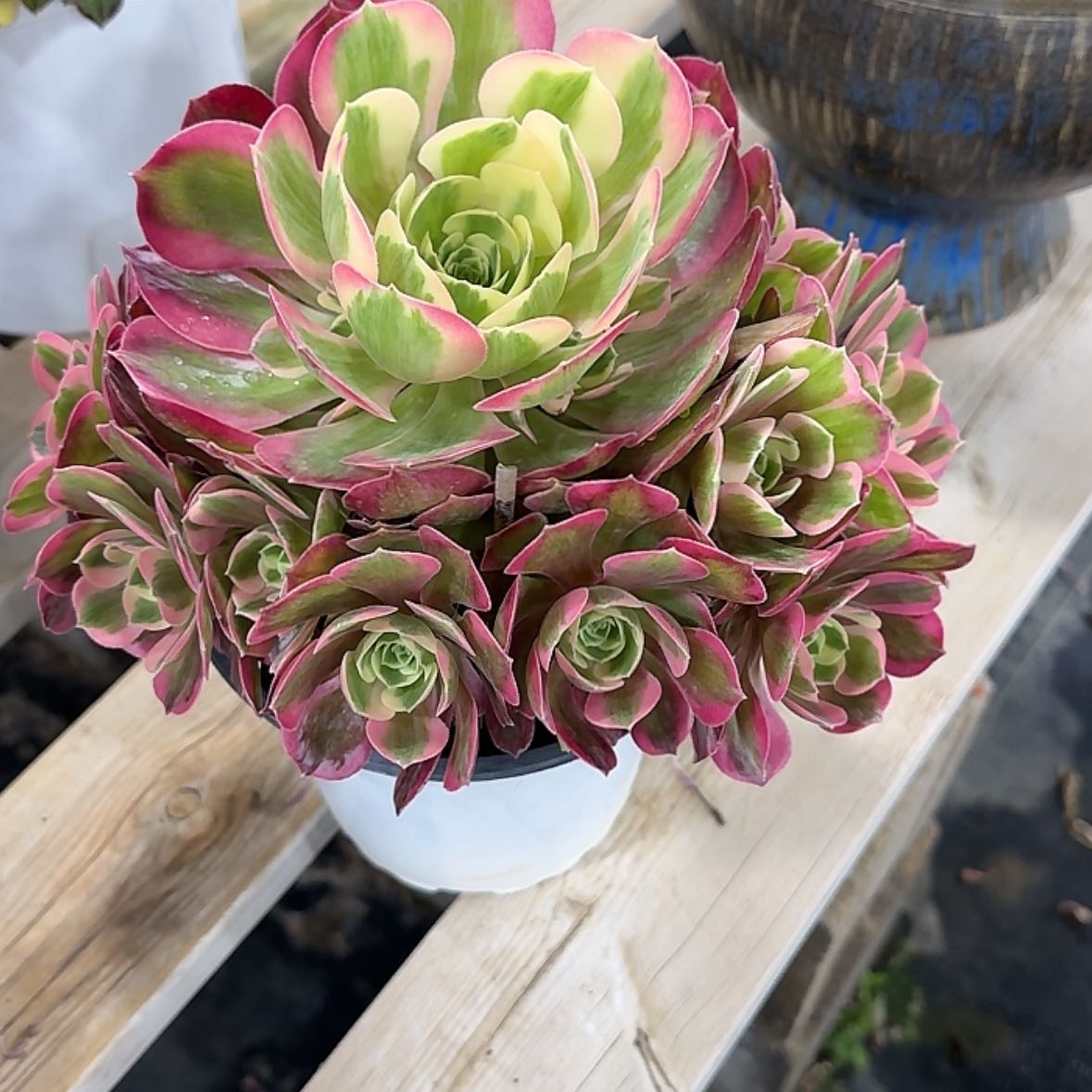 【闪购商品】法师多肉