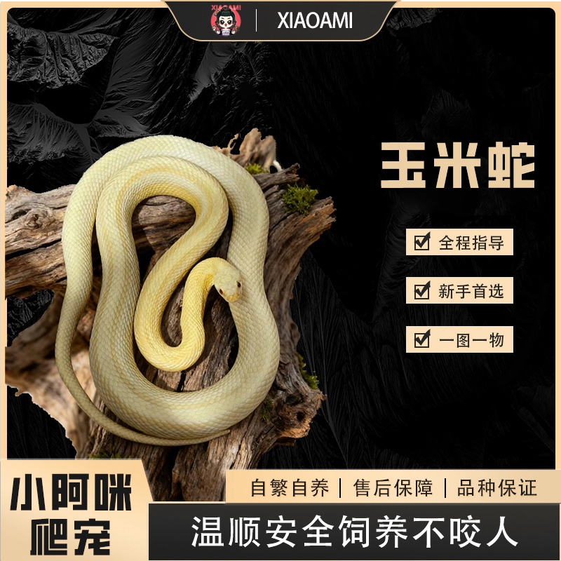 【小阿咪】专用链接