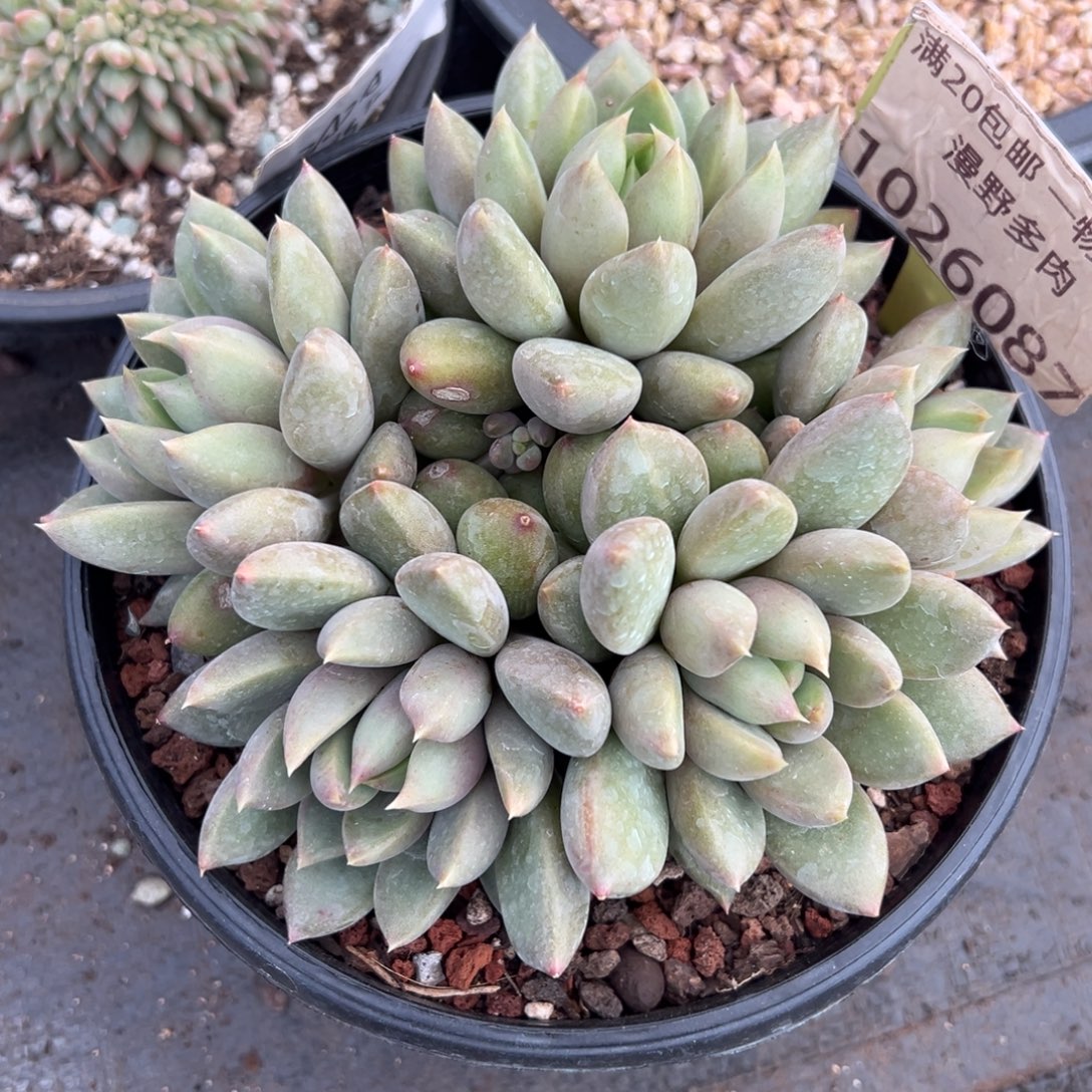 1026087 红象牙群生