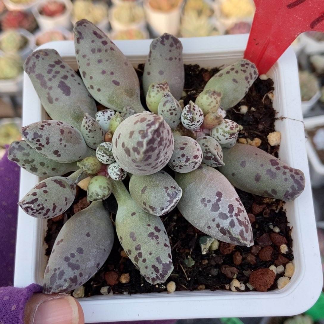 511海豹多肉植物多肉