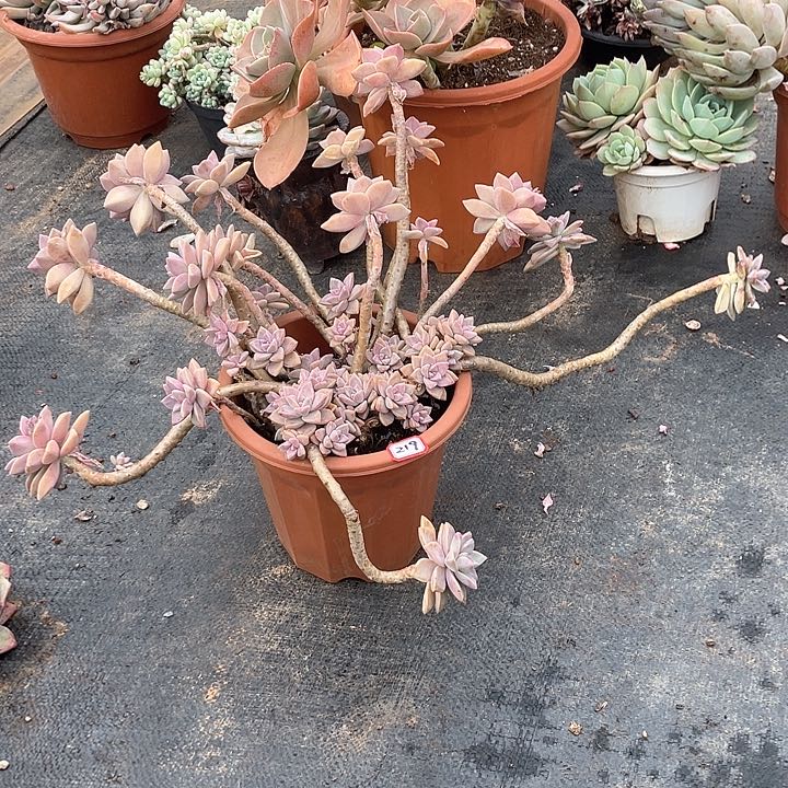 219淡雪 一物一拍多肉