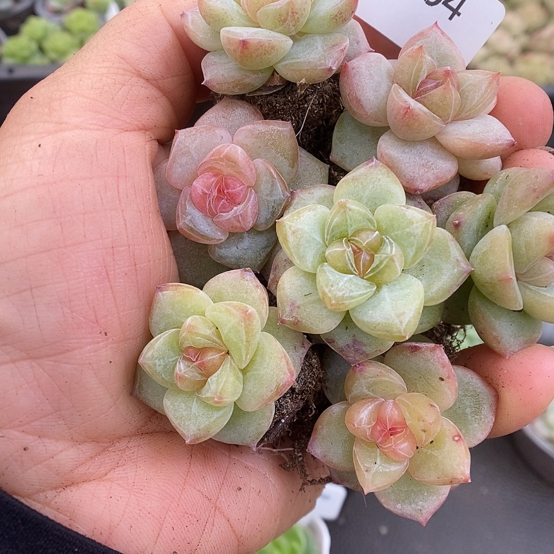 一物一拍一物一拍911-364