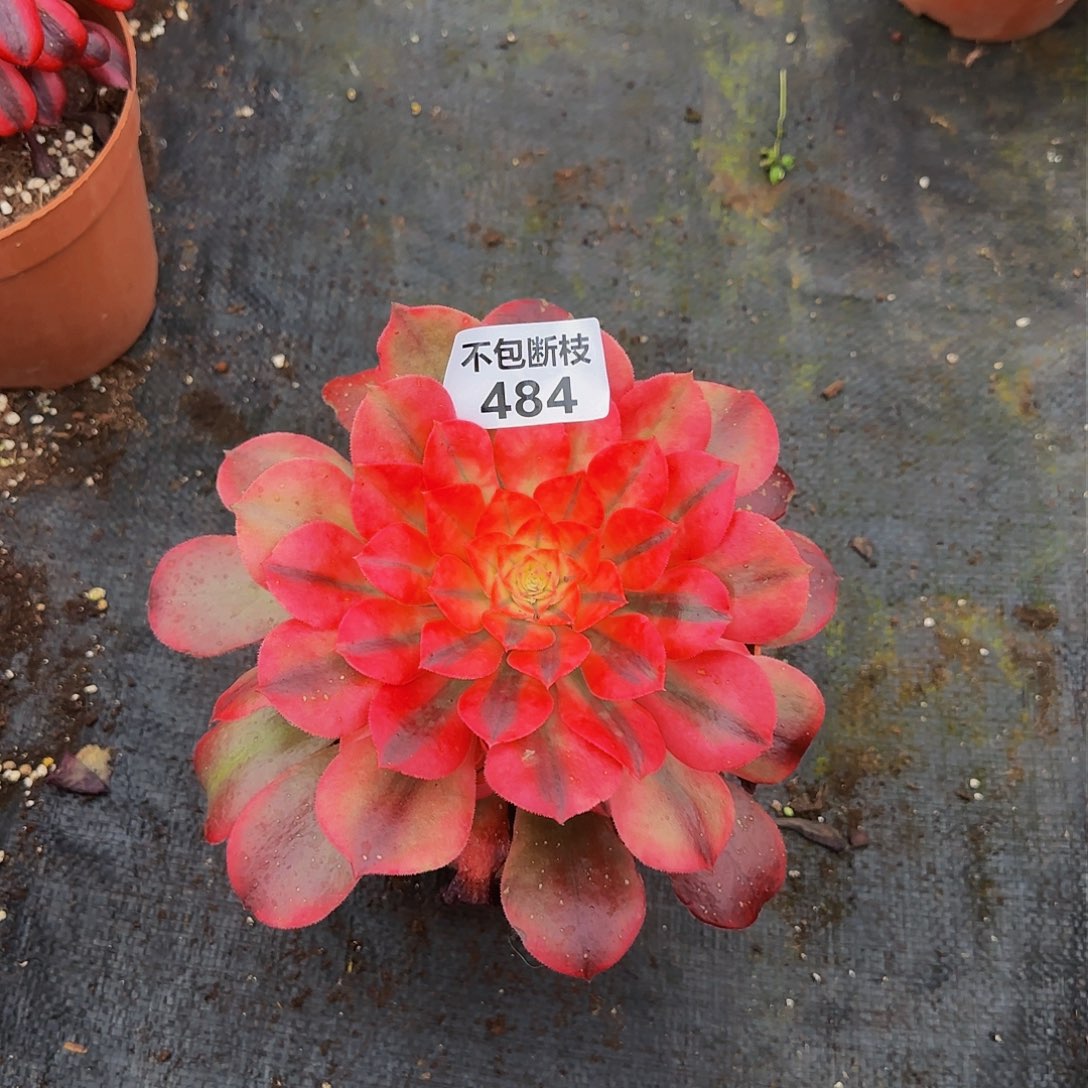 484多肉法师锦1111