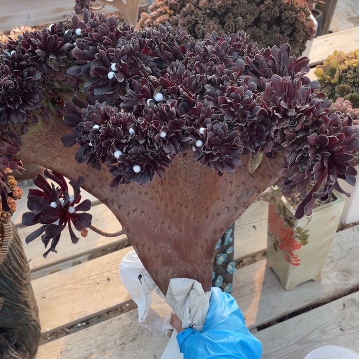 多肉的食物和零食让宝宝有