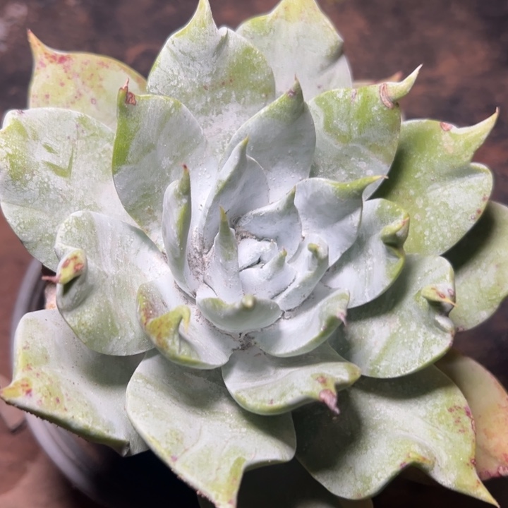 锦宸多肉一物一拍2254