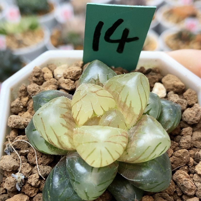 【闪购商品】14红灯笼