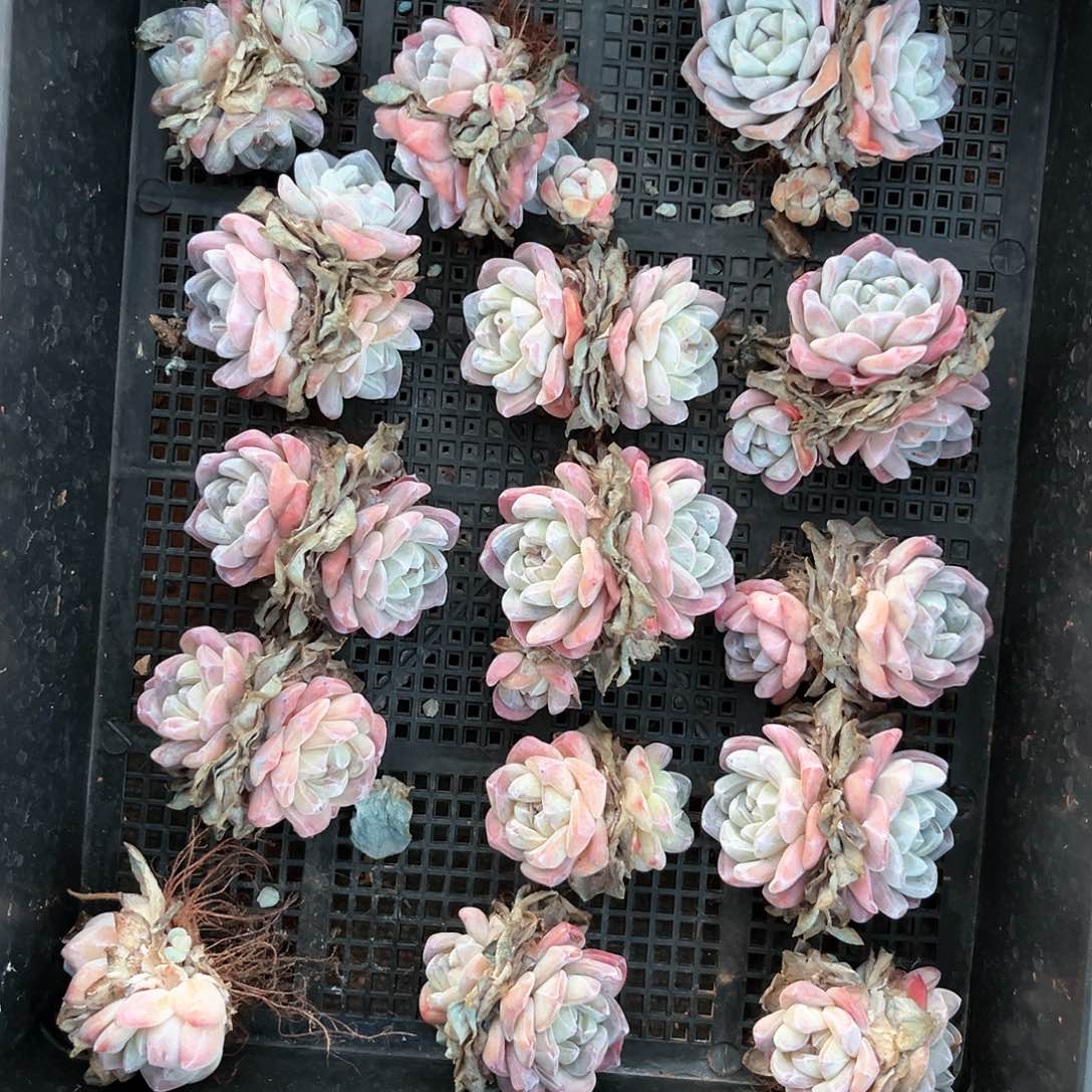 阿雅园艺。           带桩403