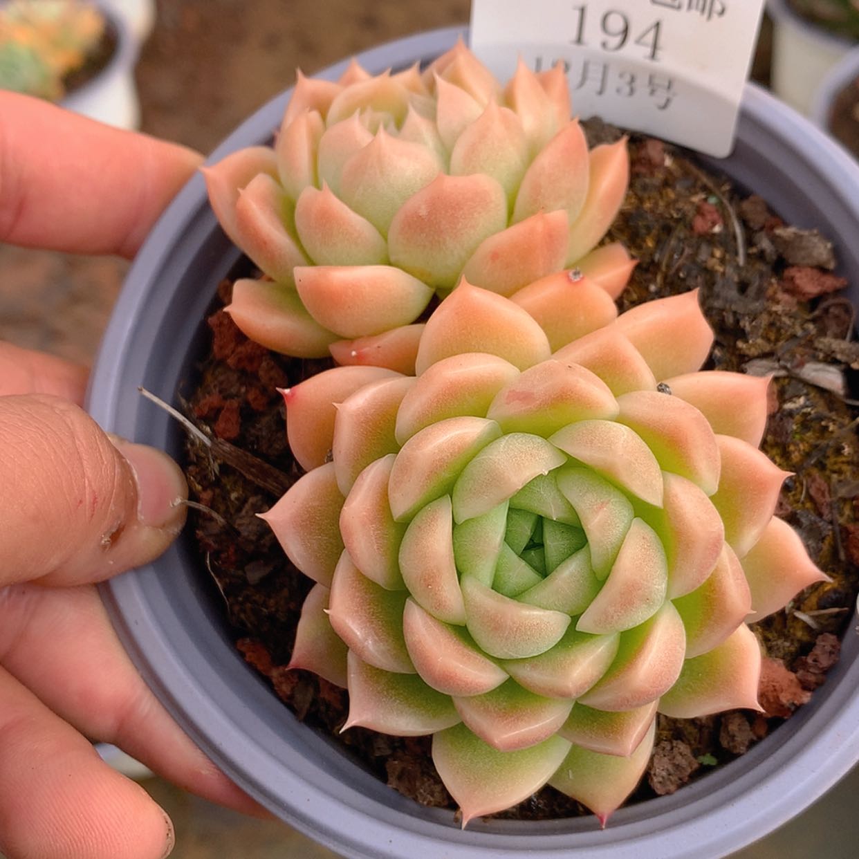 【闪购商品】云194号