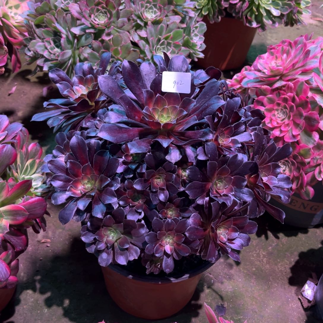 多肉植物华纳902