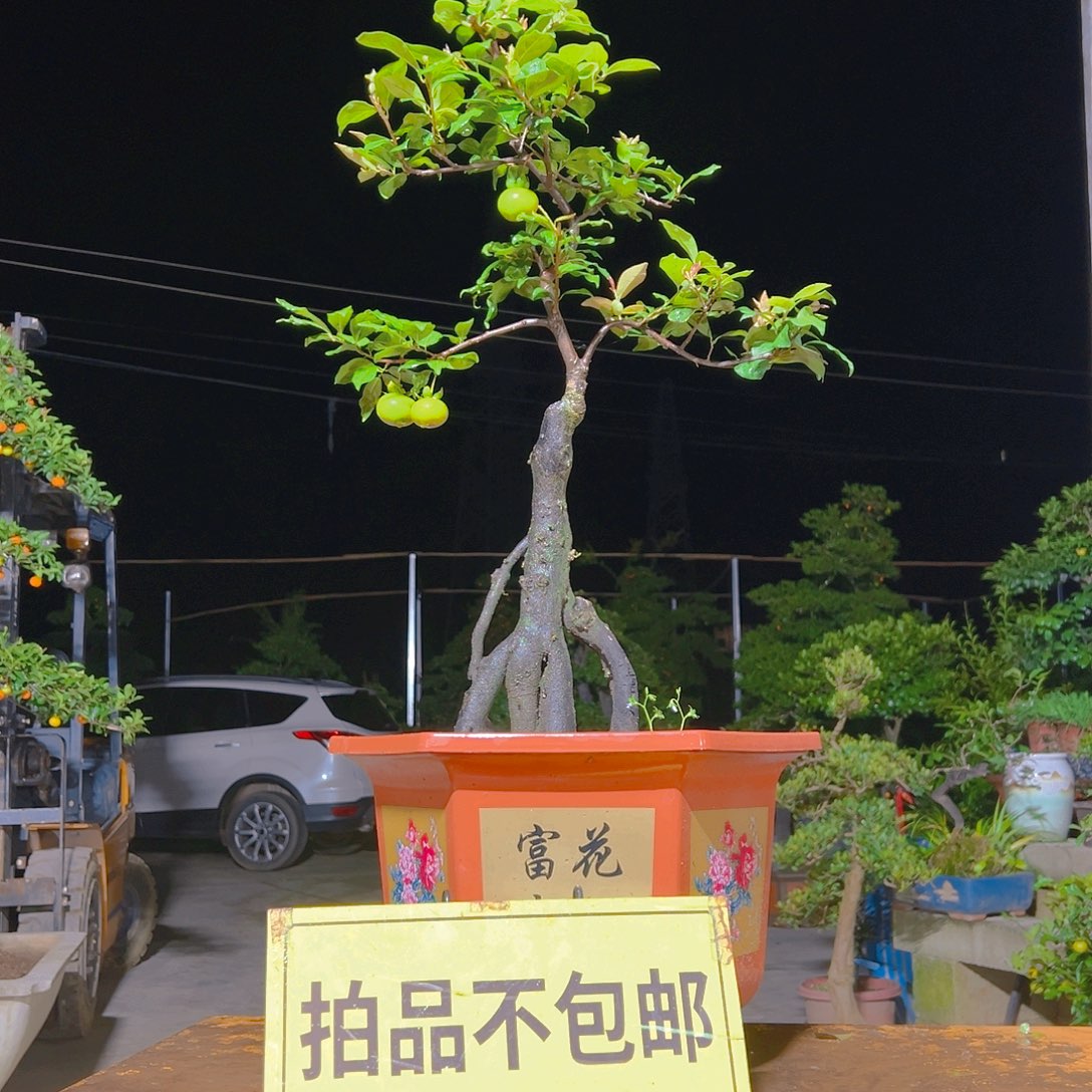 无花朵嫁接金弹子