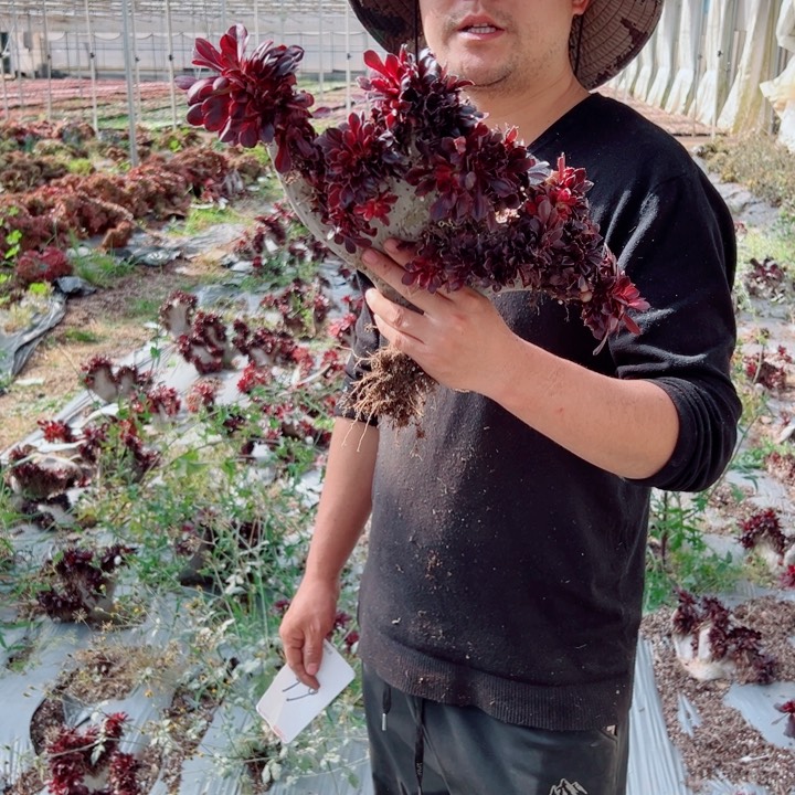 丽娜醉话66号多肉法师